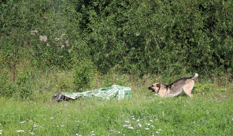 Тренировки спасателей-кинологов ФГКУ «АСУНЦ «Вытегра»🐕