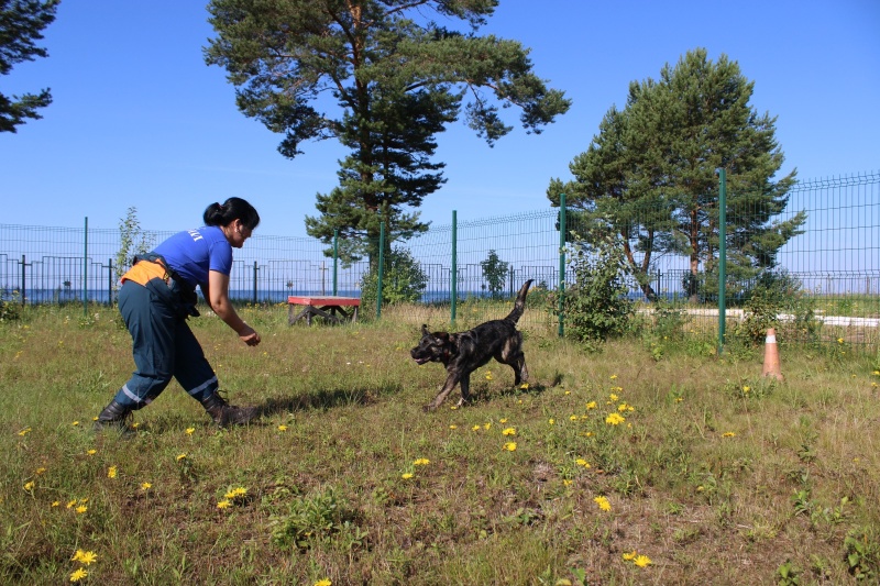 Тренировки спасателей-кинологов ФГКУ «АСУНЦ «Вытегра»🐕