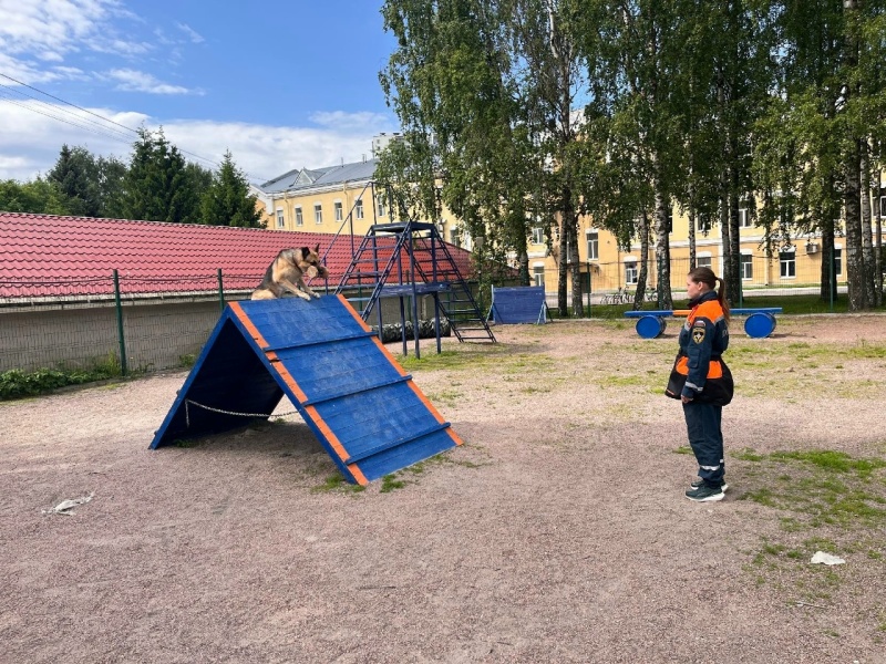 Ежегодные сертификационные испытания кинологических расчетов МЧС России