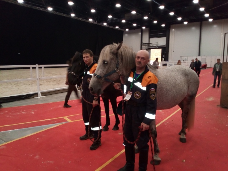 Конные расчеты АСУНЦ "Вытегра" принимают участие в Международной конной выставке «Иппосфера»